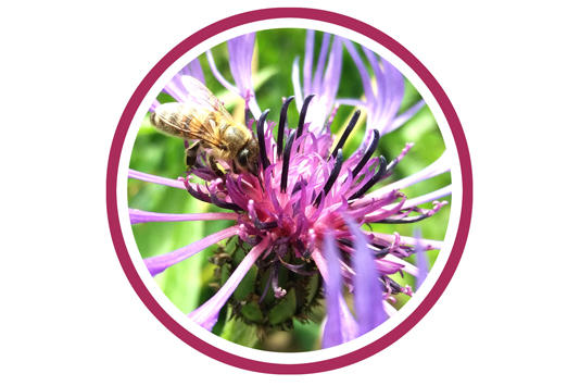 Les métiers de l'abeille et dégustation de miel