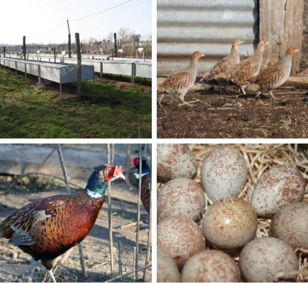 Faisanderie de la Mine