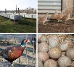 Faisanderie de la Mine