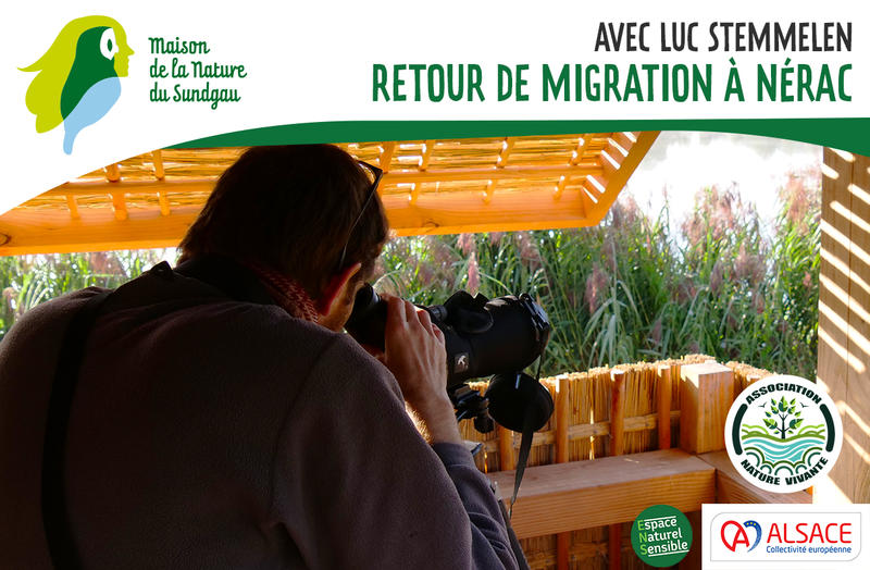 Retour de migration à Nérac avec Luc Stemmelen