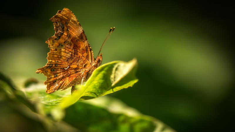 Initiation papillons à la Réserve naturelle nationale de la Forêt d’Erstein