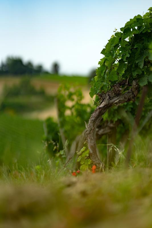 Terrain agricole - 360 000 m²