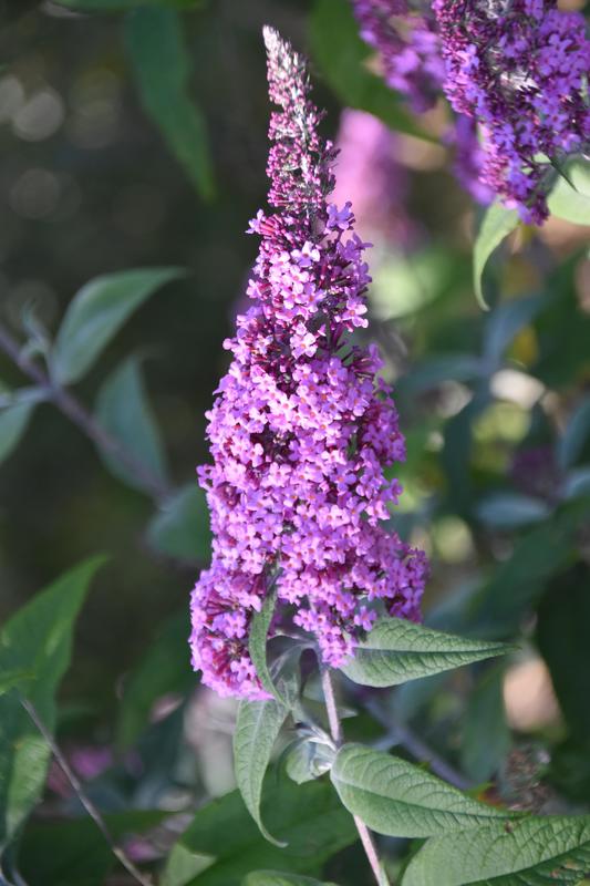 Plantes exotiques envahissantes de nos jardins