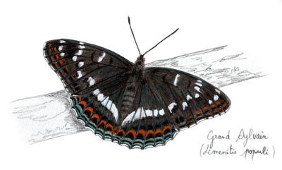 L'art au Féminin Angélique Moreau et ses drôles de dames