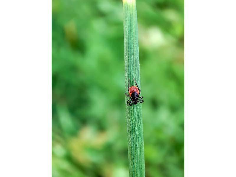 Sortie - Tiques et Compagnie