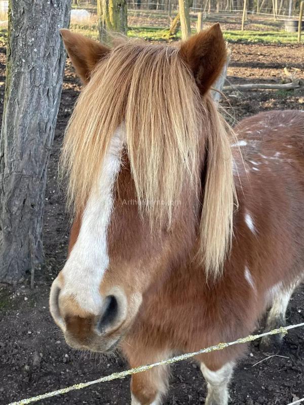 Maison - 230 m² - 6 pièces