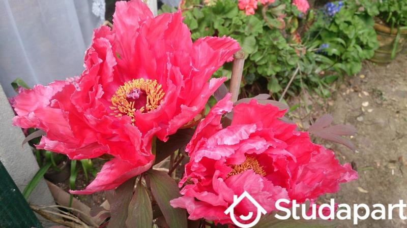 Chambre - 20 m² - 1 pièce