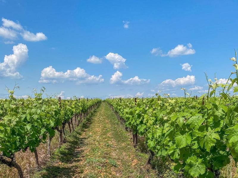 Propriété viticole - 230 m² - 7 pièces