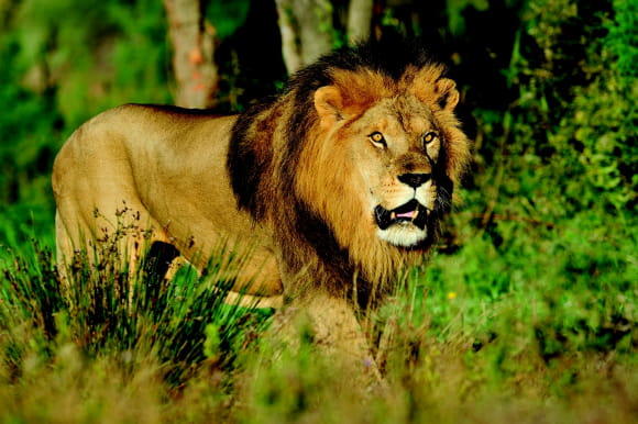 Maison - 137 m² - 4 pièces