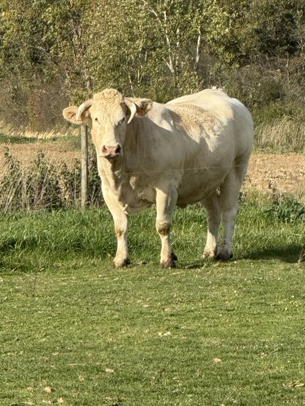 Maison de village - 250 m² - 12 pièces