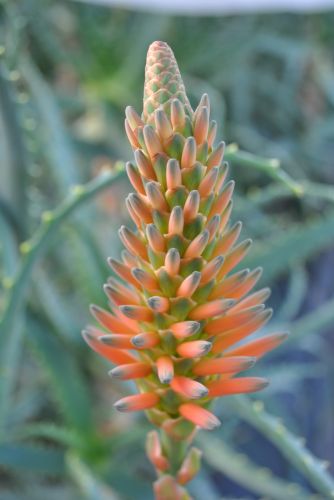 Pepiniere  Tijou-Cailleau