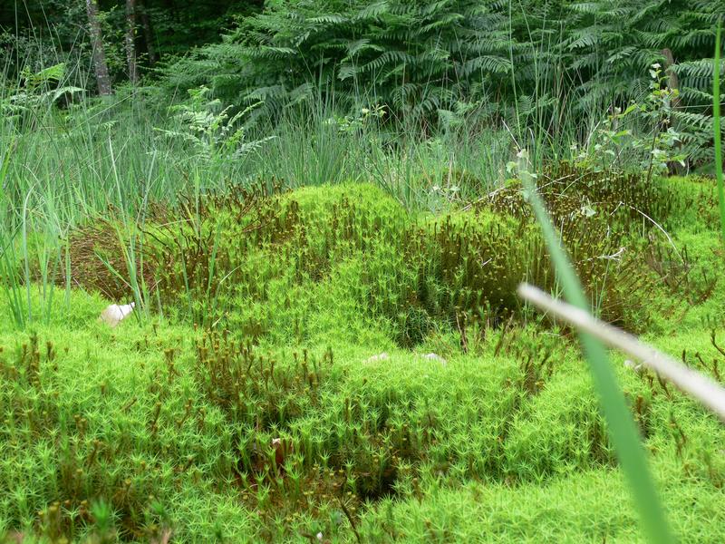 Balade nature - Randonnée nature en vallée de Commeauche