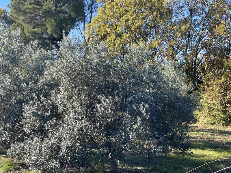 Terrain constructible - 2 150 m²