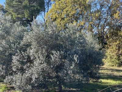 Terrain constructible - 2 150 m²