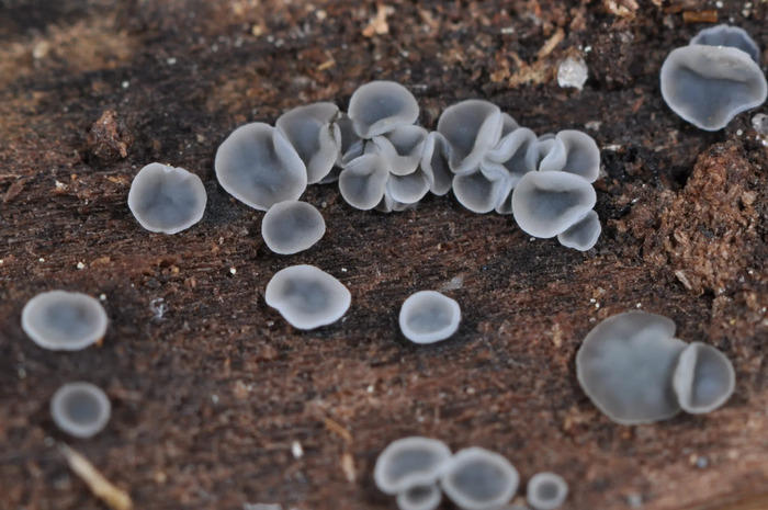 Sortie mycologique sur la réserve du Pinail