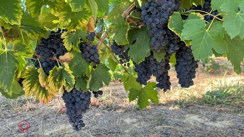 Demeure - 224 m² - 7 pièces