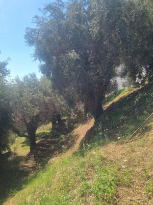 Terrain constructible - 1 011 m²