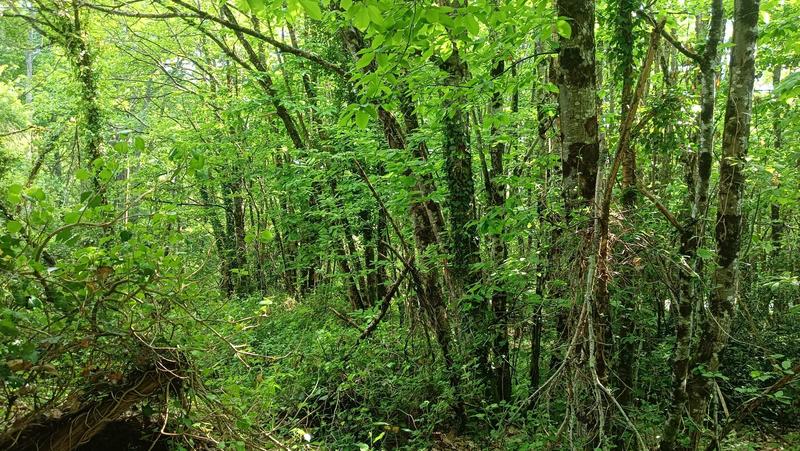 Terrain - 11 608 m²