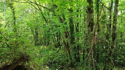 Terrain - 11 608 m²