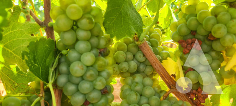 Château - 1 200 m² - 20 pièces