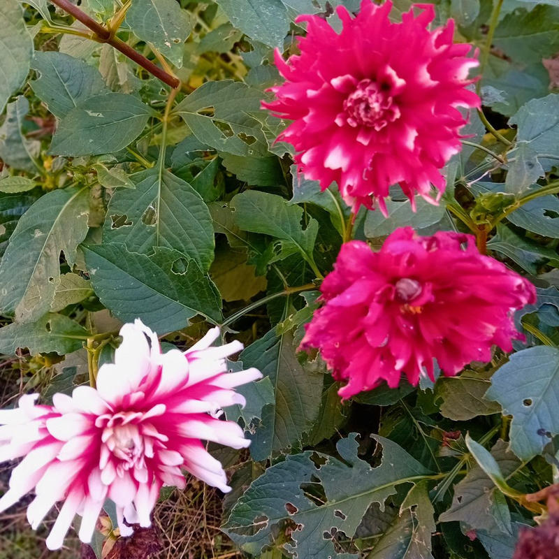 Maison ancienne - 130 m² - 5 pièces