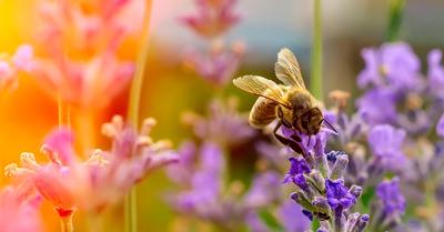 Atelier &quot;Accueillir la Biodiversité au Jardin&quot;