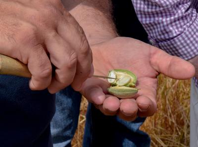 Visite commentée d'une amanderaie du Pithiverais