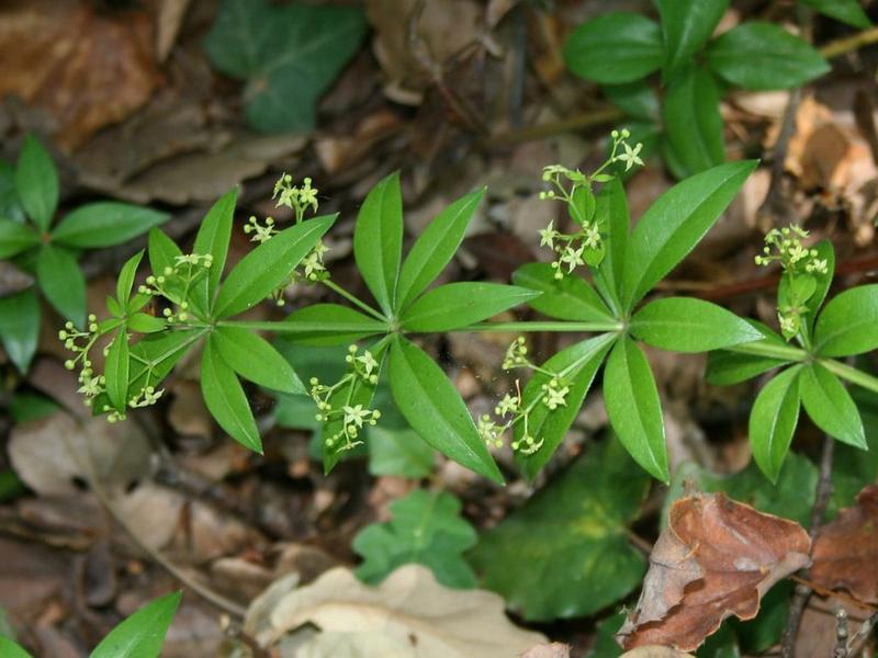 L'Abc du Haut-Minervois - Animation Flores