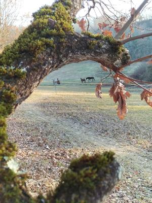 Tournon autour du Cheval