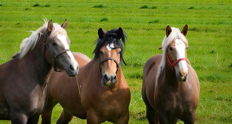Ferme - 152 m² - 7 pièces