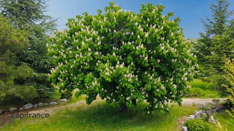 Mas - 218 m² - 7 pièces