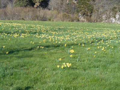 Conférence - Reconnaitre les Plantes de la Nature