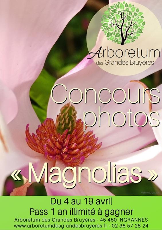 Concours Photos "Magnolias"