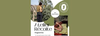 Atelier récolte d'olives au domaine Jólibois