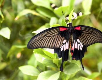 Serre Plantes et Papillons Tropicaux
