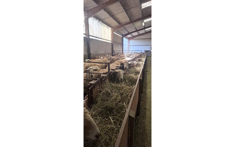 Randonnée gourmande en quadricycle électrique avec E-Pottok et découverte de la Ferme Ametzalde