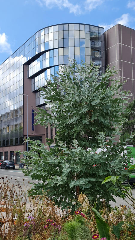 Local commercial - 147 m² - 6 pièces