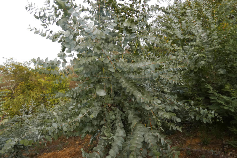 Terrain agricole - 4 855 m²