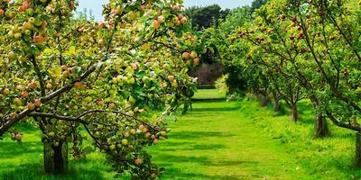 Cité des paysages - Taille des arbres fruitiers
