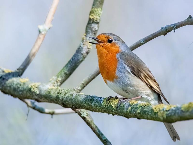 Les oiseaux, reconnaissance et chants
