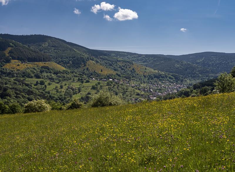 Sentiers Plaisir : des troupeaux sans paysans !