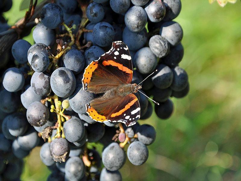 Sortie nature Cpie Pays Basque : "Un vin en terrasse"