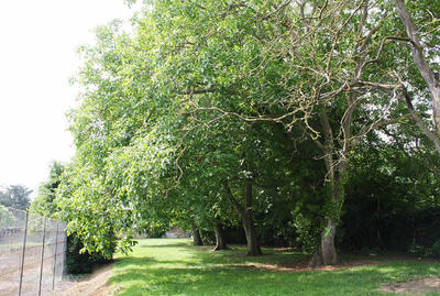 Terrain constructible - 441 m²