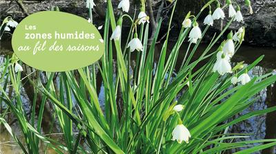 Les nivéoles d'été du Marais de Labarde