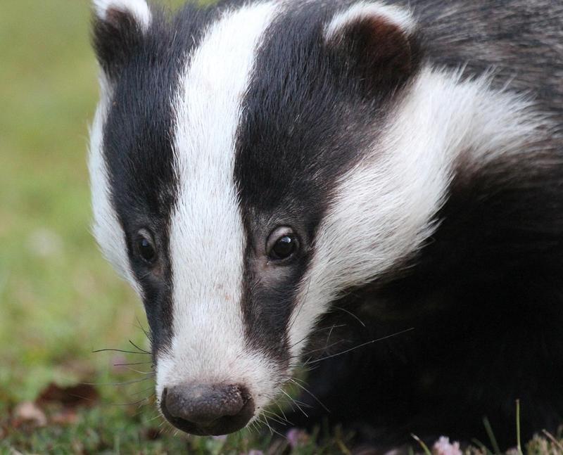 Sur la piste du blaireau