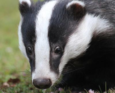 Sur la piste du blaireau