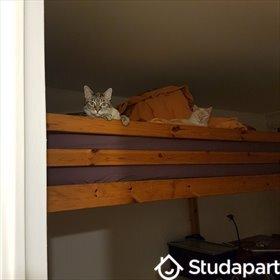 Chambre - 11 m² - 1 pièce