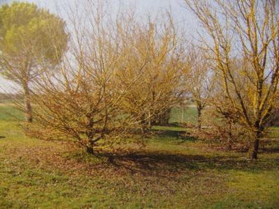 Maison ancienne - 145 m² - 6 pièces