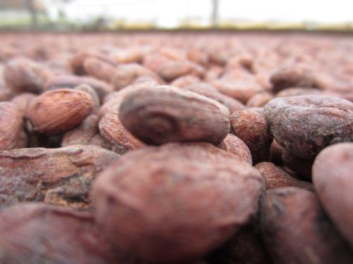 Chocolaterie Dousset