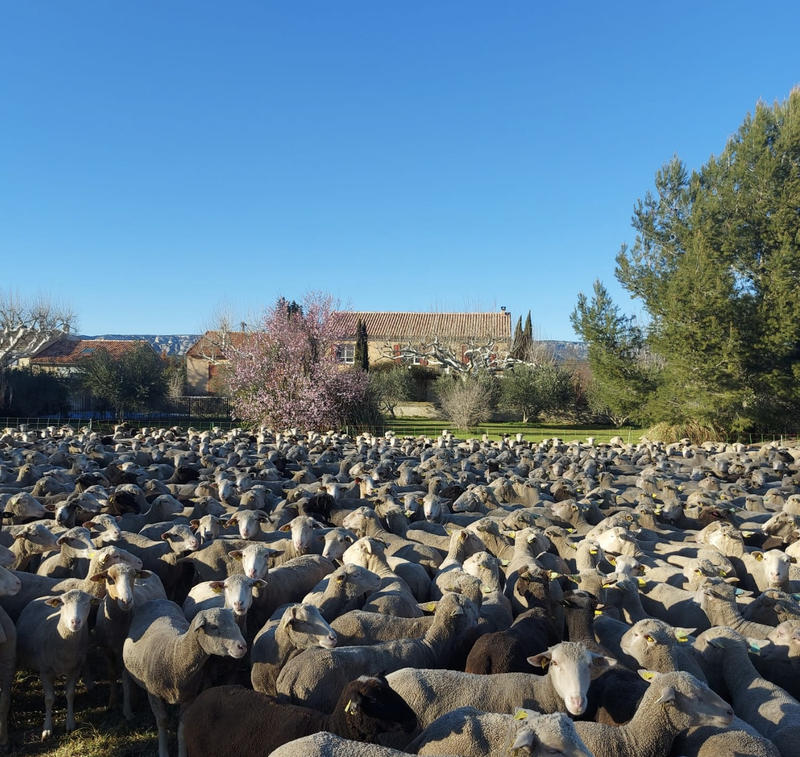 Mas - 250 m² - 7 pièces